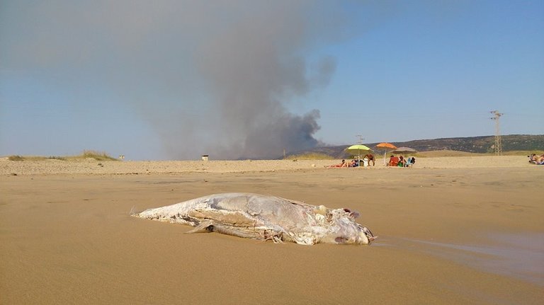 Atún muerto aparecido en la playa, mientras de fondo continuaba el incendio. / Foto: FB Antonio Aragón